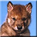 Ingo puppy photo (c) Monty Sloan