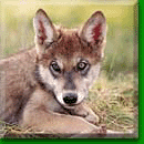 Keeley, a young pup at Wolf Park (c) Monty Sloan