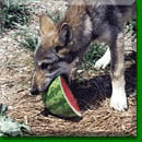 Puppy Ingo and a watermelon (c) Marty Huth