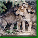 Keeley, and her sister Ittiko at Wolf Park